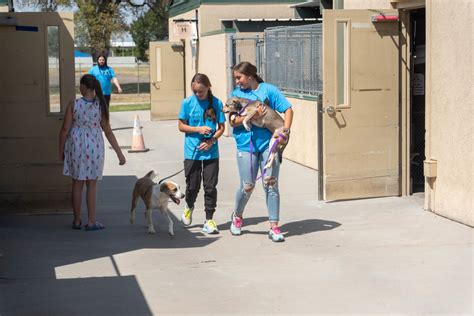 chloe's dog shelter amarillo tx.